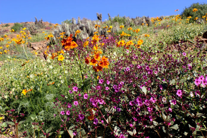 desierto florido
